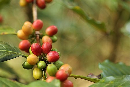 Coffee beans with branch on the tree Stock Photo - Budget Royalty-Free & Subscription, Code: 400-07427987