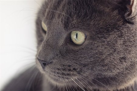 closeup portrait of british shorthair cat, vintage toned Stock Photo - Budget Royalty-Free & Subscription, Code: 400-07429016