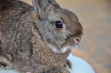 simsearch:400-07424187,k - Furry gray rabbit is sitting on the cage. Photographie de stock - Aubaine LD & Abonnement, Code: 400-07429424