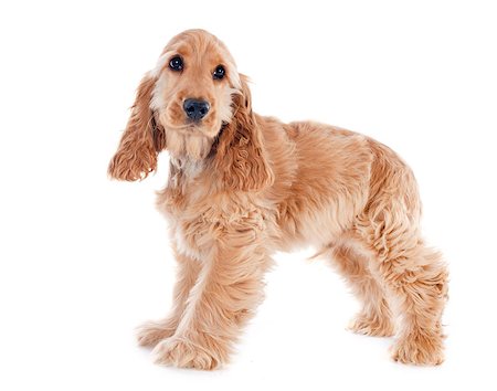 simsearch:400-07421530,k - portrait of a  purebred puppy english cocker in a studio Stock Photo - Budget Royalty-Free & Subscription, Code: 400-07429706