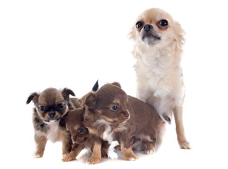 simsearch:400-07421530,k - puppies and adult chihuahua in front of white background Stock Photo - Budget Royalty-Free & Subscription, Code: 400-07429703
