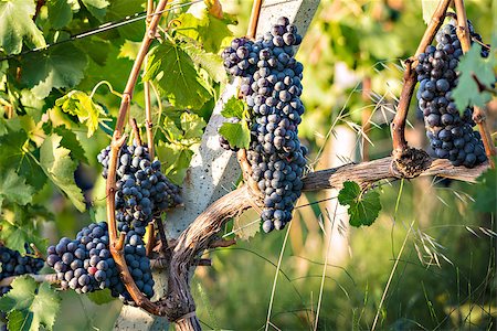 simsearch:400-06923729,k - Image of red wine grapes on grapevine in Tuscany, Italy Stock Photo - Budget Royalty-Free & Subscription, Code: 400-07421177