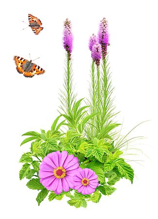 simsearch:400-06069768,k - Summer flowers, green leaves and butterfly. Isolated on white background Stock Photo - Budget Royalty-Free & Subscription, Code: 400-07421408