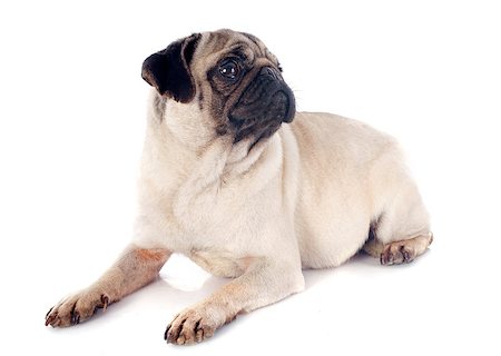 simsearch:400-07421530,k - young pug in front of white background Stock Photo - Budget Royalty-Free & Subscription, Code: 400-07421534