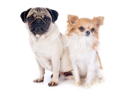 simsearch:400-07421530,k - young pug and chihuahua in front of white background Stock Photo - Budget Royalty-Free & Subscription, Code: 400-07421535