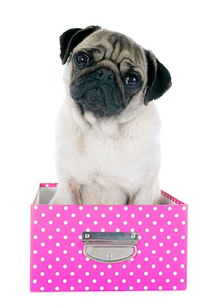 simsearch:400-07421530,k - young pug in box in front of white background Stock Photo - Budget Royalty-Free & Subscription, Code: 400-07421536