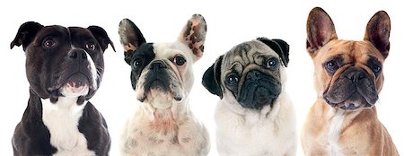 simsearch:400-07421530,k - four purebred dogs  in front of white background Stock Photo - Budget Royalty-Free & Subscription, Code: 400-07421537