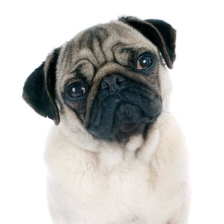 simsearch:400-07421530,k - young pug  in front of white background Stock Photo - Budget Royalty-Free & Subscription, Code: 400-07421538