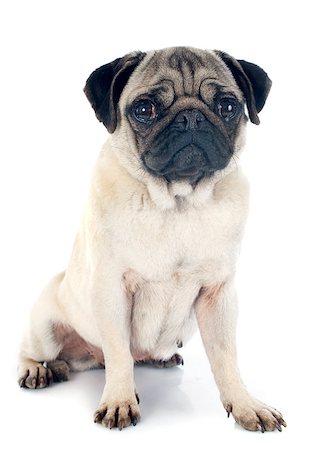 simsearch:400-07421530,k - young pug in front of white background Stock Photo - Budget Royalty-Free & Subscription, Code: 400-07421531