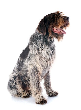 Wirehaired Pointing Griffon in front of white background Stock Photo - Budget Royalty-Free & Subscription, Code: 400-07421550