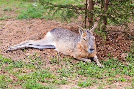 One Patagonian mara lying on the grass Stock Photo - Budget Royalty-Free & Subscription, Code: 400-07423514
