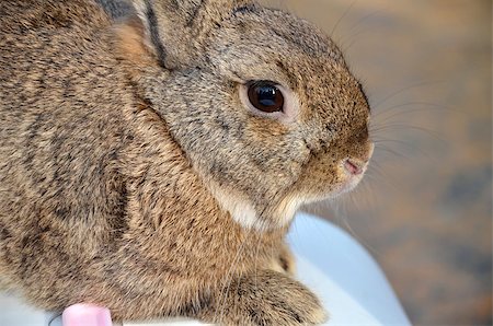 simsearch:400-07424187,k - Furry gray rabbit is sitting on the cage. Photographie de stock - Aubaine LD & Abonnement, Code: 400-07430584