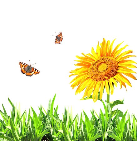 simsearch:400-06069768,k - Sunflower, green grass and butterflies. Isolated on white background Stock Photo - Budget Royalty-Free & Subscription, Code: 400-07446177