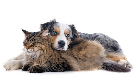 australian shepherd and maine coon cat in front of white background Stock Photo - Budget Royalty-Free & Subscription, Code: 400-07464419