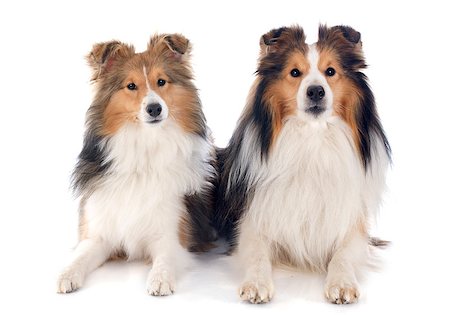 shetland sheepdog - purebred shetland dogs in front of white background Stock Photo - Budget Royalty-Free & Subscription, Code: 400-07464572