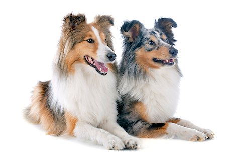 shetland sheepdog - purebred shetland dogs in front of white background Stock Photo - Budget Royalty-Free & Subscription, Code: 400-07464587