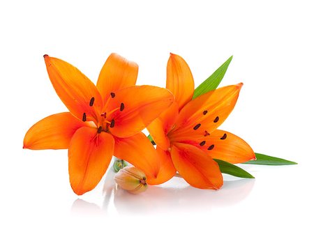 Two orange lily. Isolated on white background Stock Photo - Budget Royalty-Free & Subscription, Code: 400-07465324