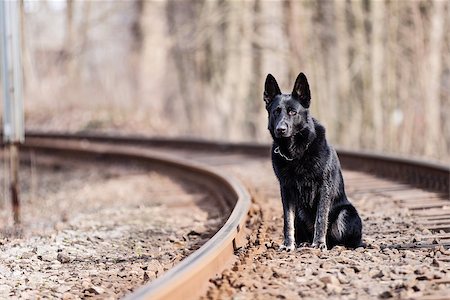 dog stick - Black German shepherd Stock Photo - Budget Royalty-Free & Subscription, Code: 400-07477343