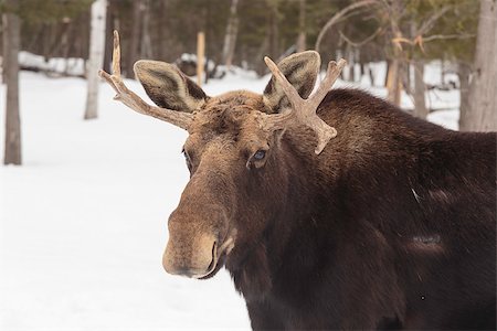 Moose with hornes Stock Photo - Budget Royalty-Free & Subscription, Code: 400-07479034
