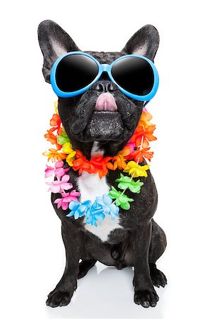 dog on vacation wearing  fancy sunglasses sticking out tongue Stock Photo - Budget Royalty-Free & Subscription, Code: 400-07485377