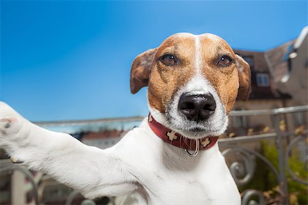 dog taking a selfie with a smartphone Stock Photo - Budget Royalty-Free & Subscription, Code: 400-07485832