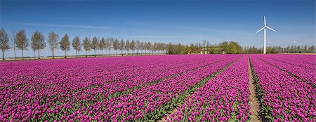 flowers gardens holland - Panorama of a field of purple tulips and a wind turbine in Holland Stock Photo - Budget Royalty-Free & Subscription, Code: 400-07486643