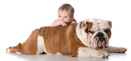 baby with bulldog isolated on white background Stock Photo - Budget Royalty-Free & Subscription, Code: 400-07480818