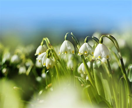 White spring snowdrop flowers blossoming seasonal beauty Photographie de stock - Aubaine LD & Abonnement, Code: 400-07482683