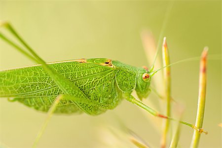 Grasshopper is a list of the grass Photographie de stock - Aubaine LD & Abonnement, Code: 400-07505037