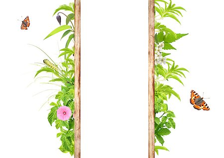 simsearch:400-06069768,k - Summer frame with green leaves, flowers and insects. Isolated on white background Stock Photo - Budget Royalty-Free & Subscription, Code: 400-07505112