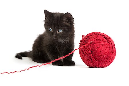 Black kitten playing with a red ball of yarn isolated on a white background Stock Photo - Budget Royalty-Free & Subscription, Code: 400-07505523