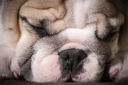 english bulldog puppy sleeping - 8 weeks old Stock Photo - Budget Royalty-Free & Subscription, Code: 400-07505857