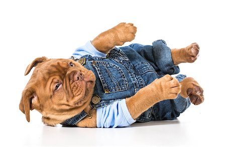 male puppy - dogue de bordeaux wearing cute overalls isolated on white background Stock Photo - Budget Royalty-Free & Subscription, Code: 400-07505874