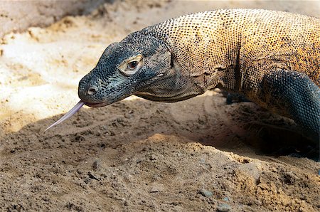 The Komodo dragon, also known as the Komodo monitor Stock Photo - Budget Royalty-Free & Subscription, Code: 400-07506237