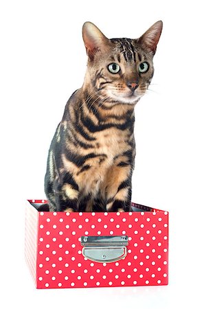 portrait of a purebred  bengal cat on a white background Stock Photo - Budget Royalty-Free & Subscription, Code: 400-07508464