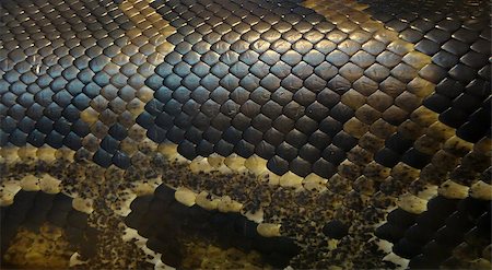 simsearch:400-04569718,k - Picture of a snake skin with an interesting pattern Stock Photo - Budget Royalty-Free & Subscription, Code: 400-07508984