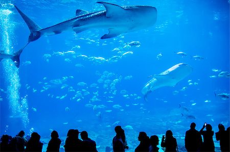 whale sharks swimming in aquarium with people observing Stock Photo - Budget Royalty-Free & Subscription, Code: 400-07509459