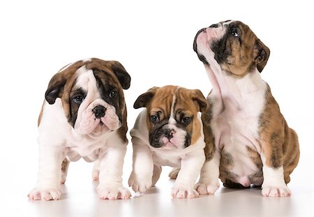 litter of bulldog puppies isolated on white background - 8 weeks old Stock Photo - Budget Royalty-Free & Subscription, Code: 400-07501351