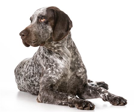 pointer - german shorthaired pointer laying down isolated on white background Stock Photo - Budget Royalty-Free & Subscription, Code: 400-07501363