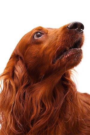 head of the irish setter on a white background Photographie de stock - Aubaine LD & Abonnement, Code: 400-07501537