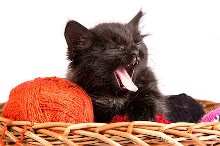 Black kitten playing with a red ball of yarn isolated on a white background Stock Photo - Budget Royalty-Free & Subscription, Code: 400-07501637