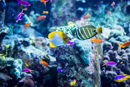 Photo of a tropical fish on a coral reef in Dubai aquarium Stock Photo - Budget Royalty-Free & Subscription, Code: 400-07501655