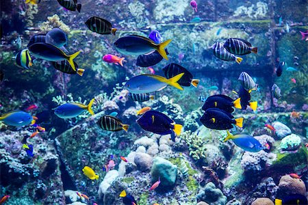 Photo of a tropical fish on a coral reef in Dubai aquarium Stock Photo - Budget Royalty-Free & Subscription, Code: 400-07501657