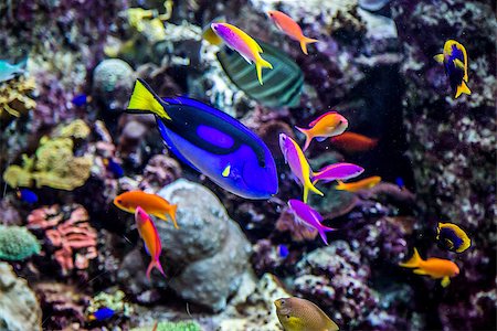 Photo of a tropical fish on a coral reef in Dubai aquarium Stock Photo - Budget Royalty-Free & Subscription, Code: 400-07501653