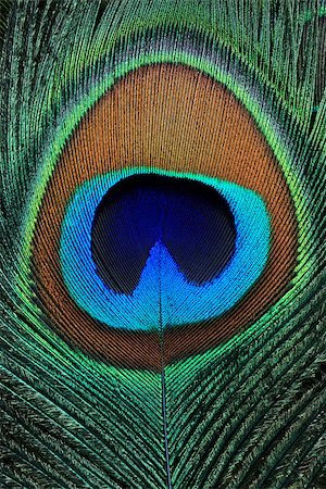 peacock pattern photography - Closeup of a beautiful peacock feather Stock Photo - Budget Royalty-Free & Subscription, Code: 400-07502520