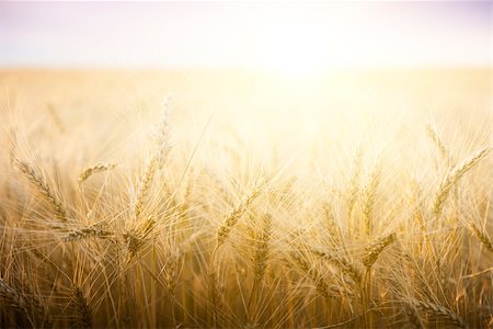 simsearch:400-05311898,k - Wheat field on a Sunny day. Agriculture. Stock Photo - Budget Royalty-Free & Subscription, Code: 400-07515285