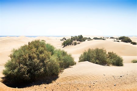 Sand dunes on the beach in Maspalomas. Blue sky. Stock Photo - Budget Royalty-Free & Subscription, Code: 400-07516295