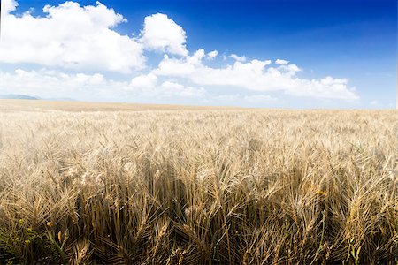 simsearch:400-05311898,k - Wheat field on a Sunny day. Agriculture. Stock Photo - Budget Royalty-Free & Subscription, Code: 400-07516336