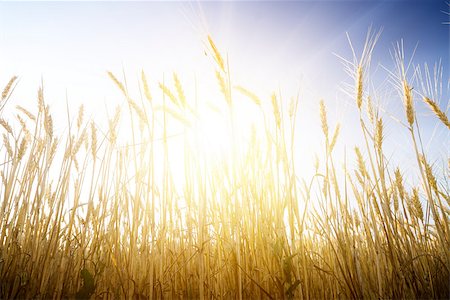 simsearch:400-05311898,k - Wheat field on a Sunset. Agriculture. Stock Photo - Budget Royalty-Free & Subscription, Code: 400-07516338