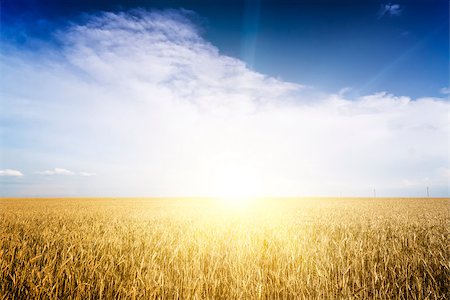 simsearch:400-05311898,k - Rye field on a Sunny day. Agriculture. Stock Photo - Budget Royalty-Free & Subscription, Code: 400-07516332